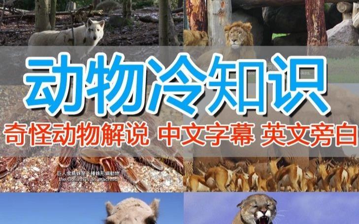 外面卖1699的国外纪录片解说（动物解说、美食、动画片）稳过中视频-观智斋电商课程站