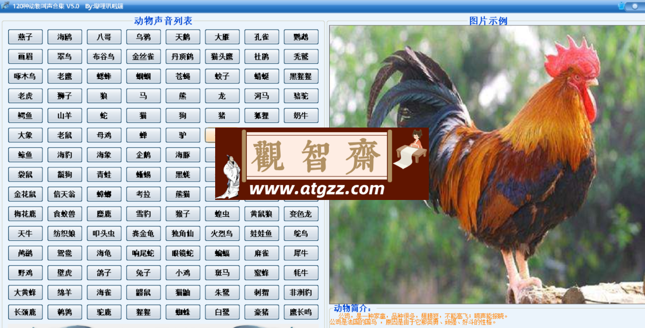 120种动物叫声合集软件v6.0-观智斋电商课程站